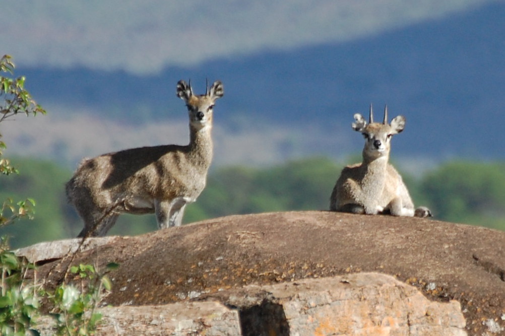 Tanzania - Oribi? No, Saltarupi (Oreotragus oreotragus)